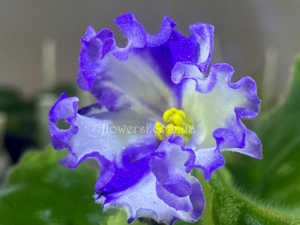  Фіалка Dn-Карибы (Д.Денисенко)