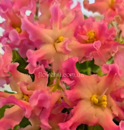 Фіалка АВ-Живой Огонь