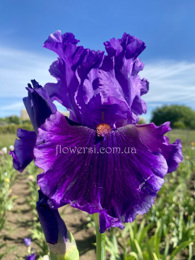 Ірис № 18 (Сіянець Г.Витiвськой)