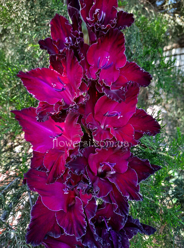 Гладiолус Прекрасная Анна 