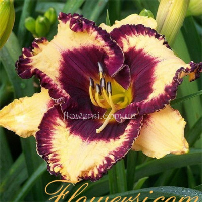 Лилейник - Опен Май Айс-(Open My Eyes )