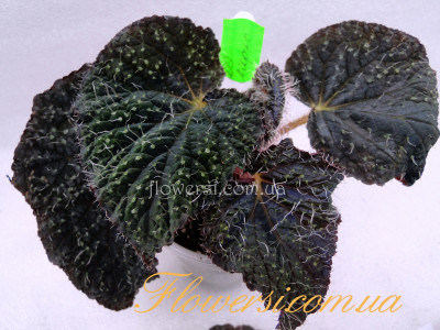 Бегонія  DS-Морфо