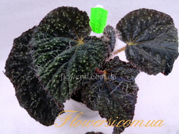 Бегонія  DS-Морфо