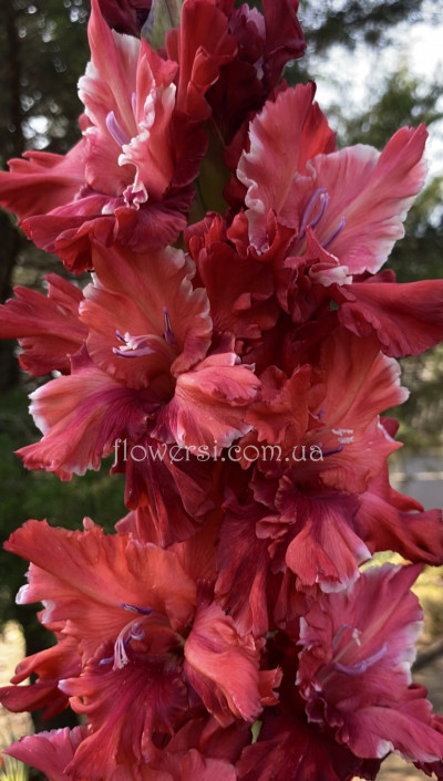 Гладiолус Судработа Апмале(Sudrabotā Apmale)   