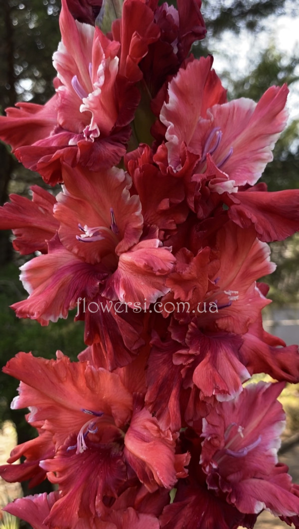 Гладiолус Судработа Апмале(Sudrabotā Apmale)   