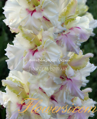 Гладiолус Северная Орхiдея 