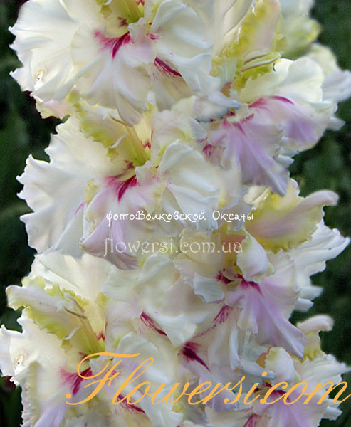 Гладiолус Северная Орхiдея 