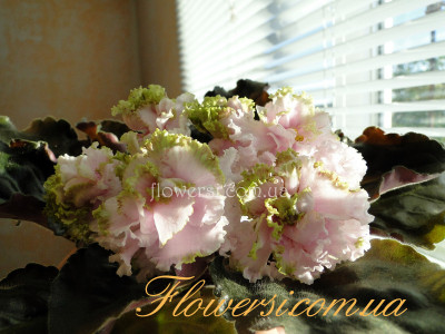 Фиалка ЕК-Рождение Ангела 