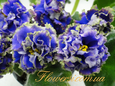 Фиалка Бунтарь (Дадоян)