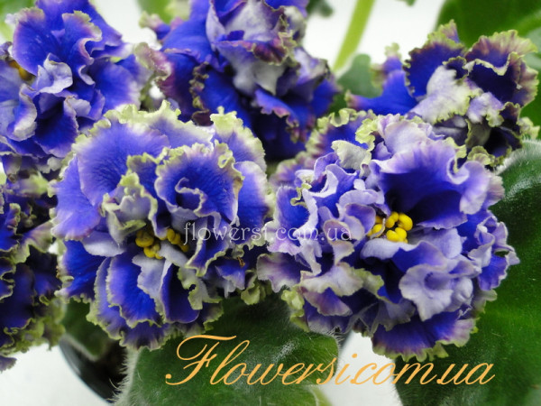 Фиалка Бунтарь (Дадоян)