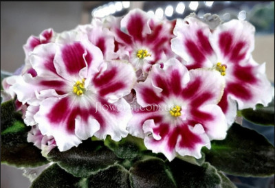 Фиалка ПТ-Багряный Первоцвет