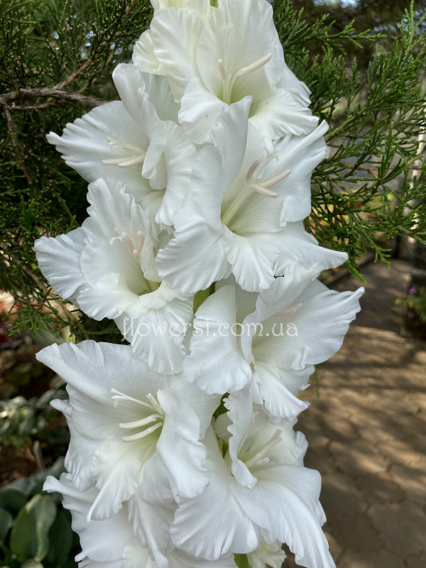  Гладiолус  Baltas Domas (Балтас Домас)