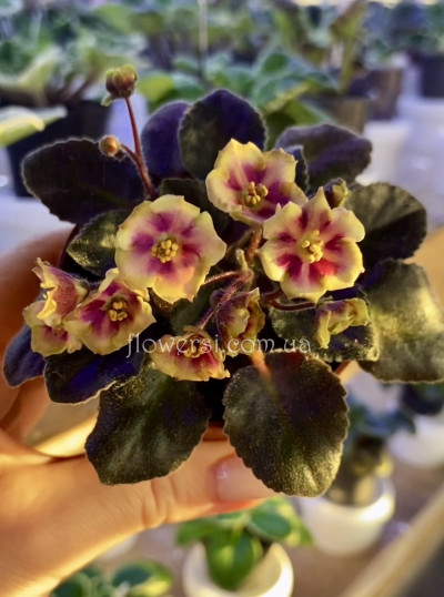 Фіалка Allegro Watermelon Ruffles (J.Stromborg)