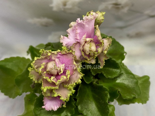 Фиалка Sassy Sister (LLG/Sorano) Полумини.