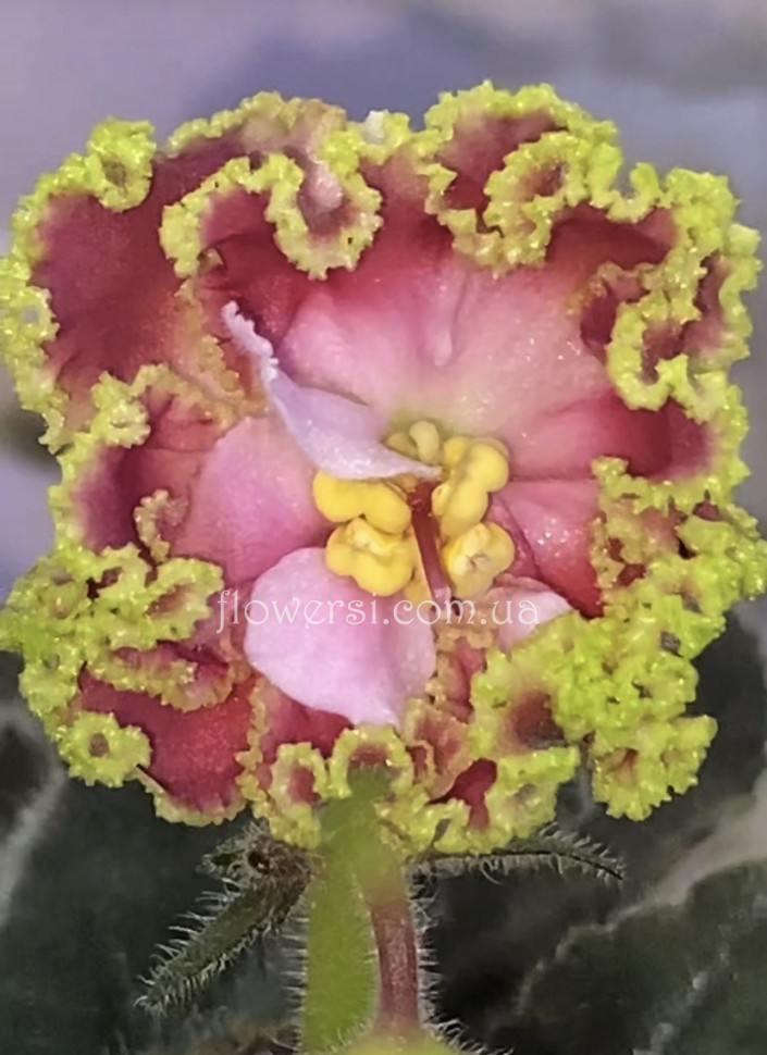 Фіалка ЕК-Дитя Любви