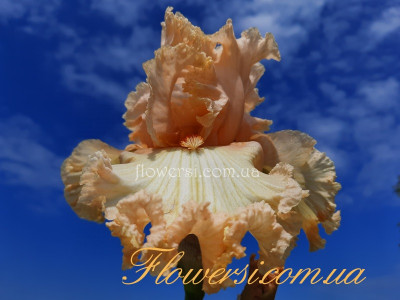 Ірис № 17 (Сіянець Г.Витiвськой)