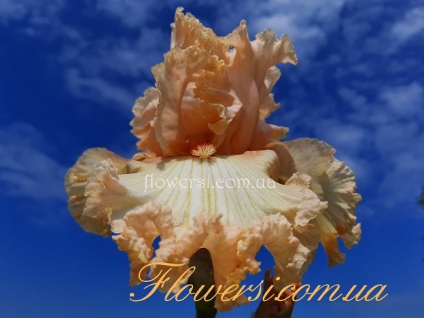 Ірис № 17 (Сіянець Г.Витiвськой)