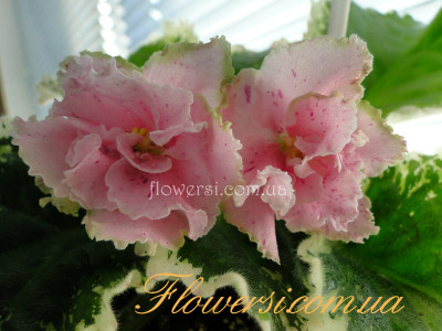 Фиалка ЛФ-Моя Любовь