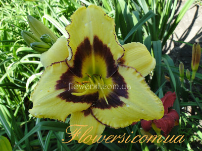 Лілійник -Ель Десперадо- (El Desperado)