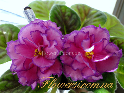  Фиалка РС-Бомонд