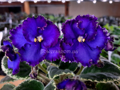 Фиалка Inner Strength  (Sorano)