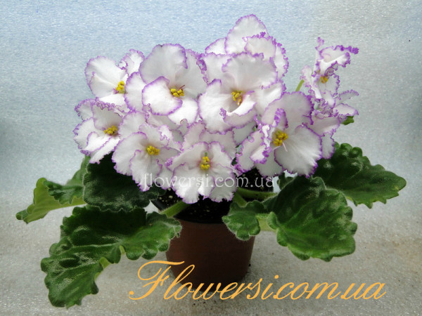  Фиалка ПТ-Первая Леди (Т.Пугачева) 