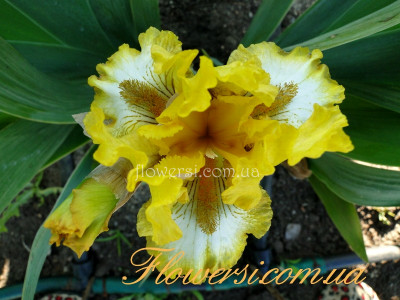 Ирис  Локал Хироу (Local Hero)  Интермедия .