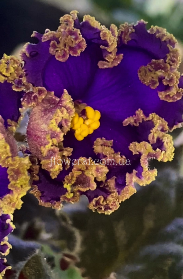 Фиалка ПТ-Главный Визирь Люкс