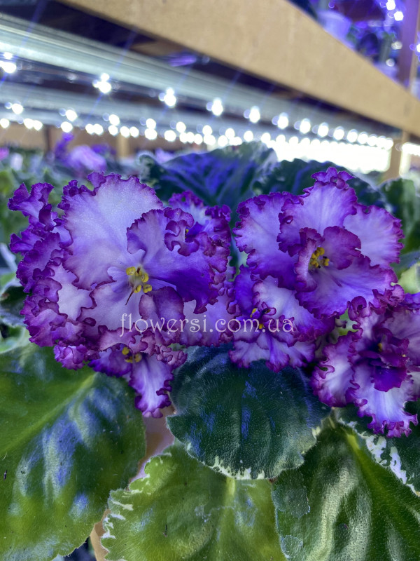 Фіалка АВ-Навсегда