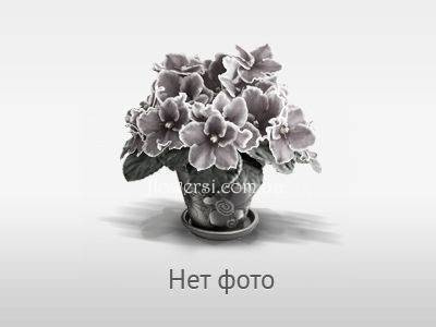 Фіалка KZ-Атлант