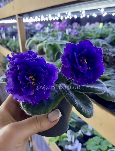 Фіалка KZ-Атлант