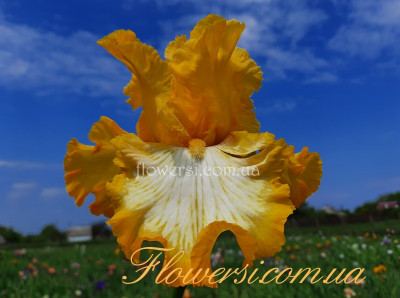 Ірис № 16 (Сіянець Г.Витiвськой)