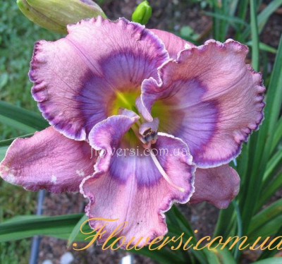 Лилейник Texas Blue Eyes