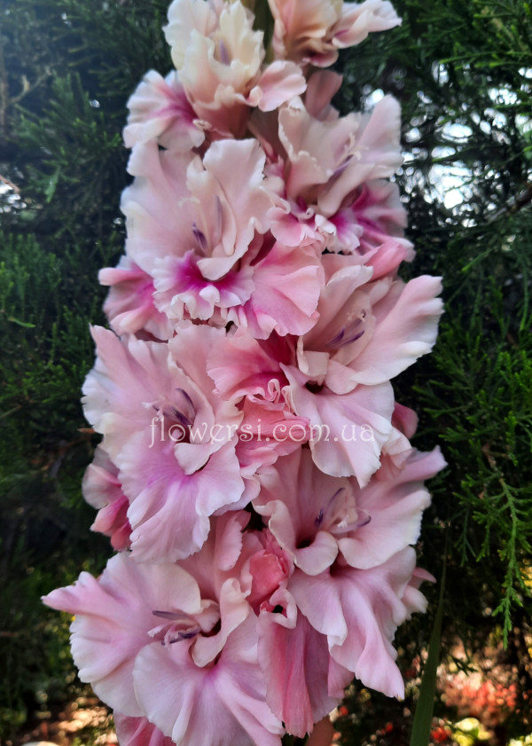 Гладiолус Вам і не снілось 