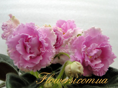  Фиалка ПТ-Санта-Роза