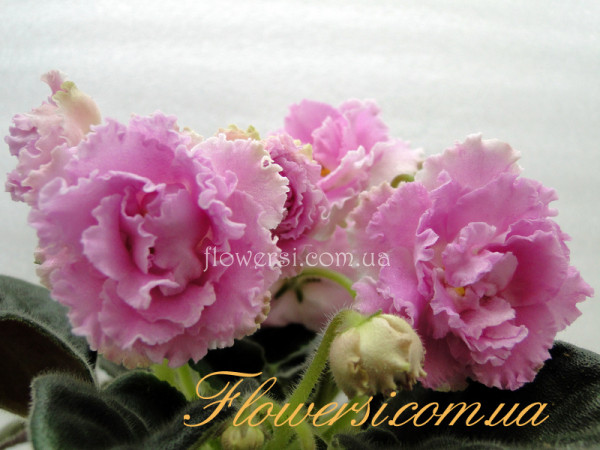  Фиалка ПТ-Санта-Роза