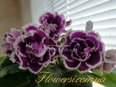  Фіалка АВ-Махровая Петуния 