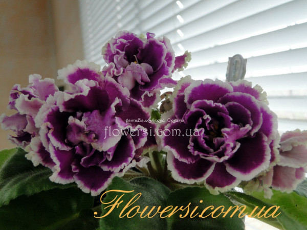  Фіалка АВ-Махровая Петуния 