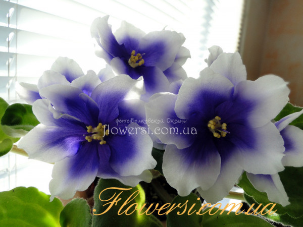 Фиалка Humako Inches (Промышленный сорт)