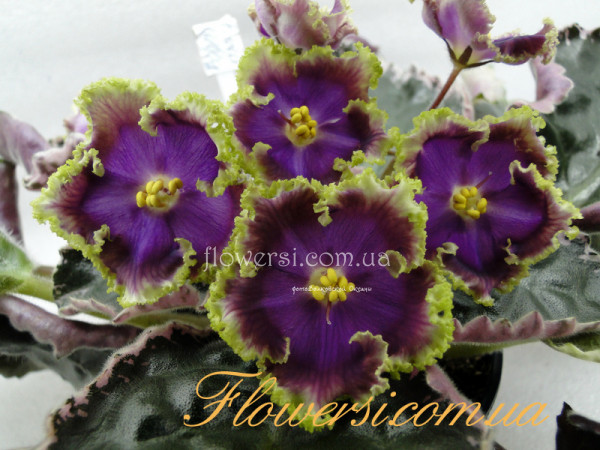 Фиалка Главный Калибр (А. Скрябин)