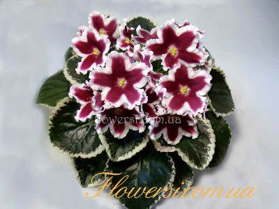 Фиалка ЛЕ-Маргарита 