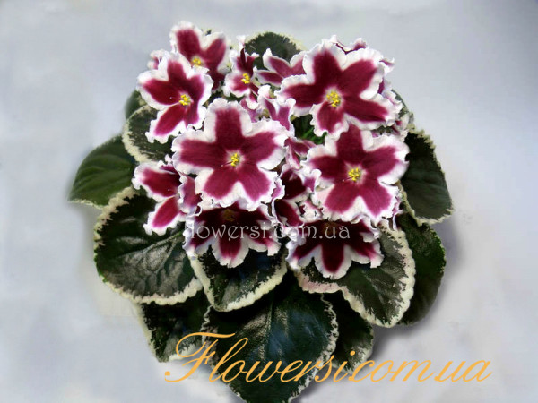 Фиалка ЛЕ-Маргарита 