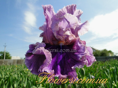 Ирис  Инчантер (Enchanter) 