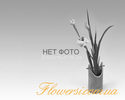 Ирис Фьюче Этрекшен (Feature Attraction ) 