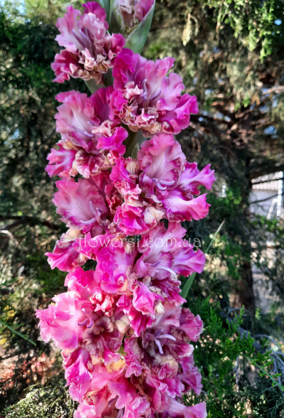 Гладiолус Dāmu Deja (Даму дея)  