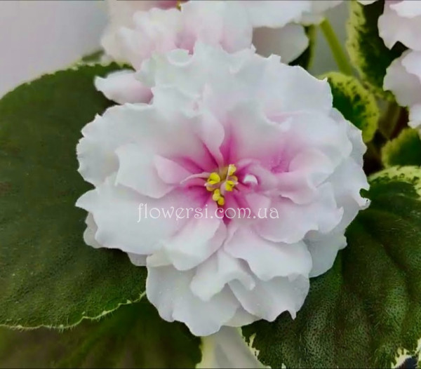 Фіалка Р-Аллея Роз