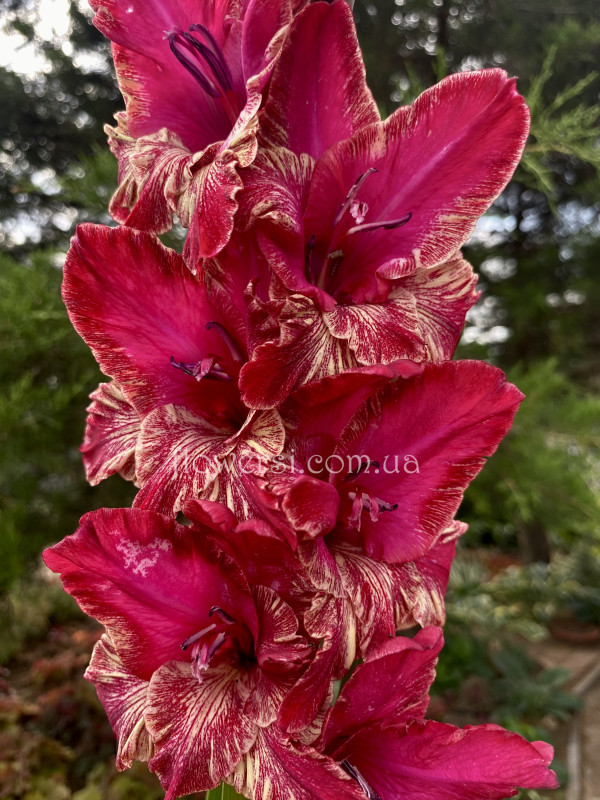 Гладіолус Даму Танго ( Dāmu Tango)