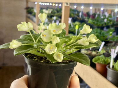 Фіалка Н-Подснежник