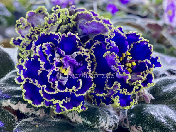 Фіалка ЕК-Кудри Посейдона