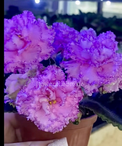 Фіалка Фея (Дадоян) темна